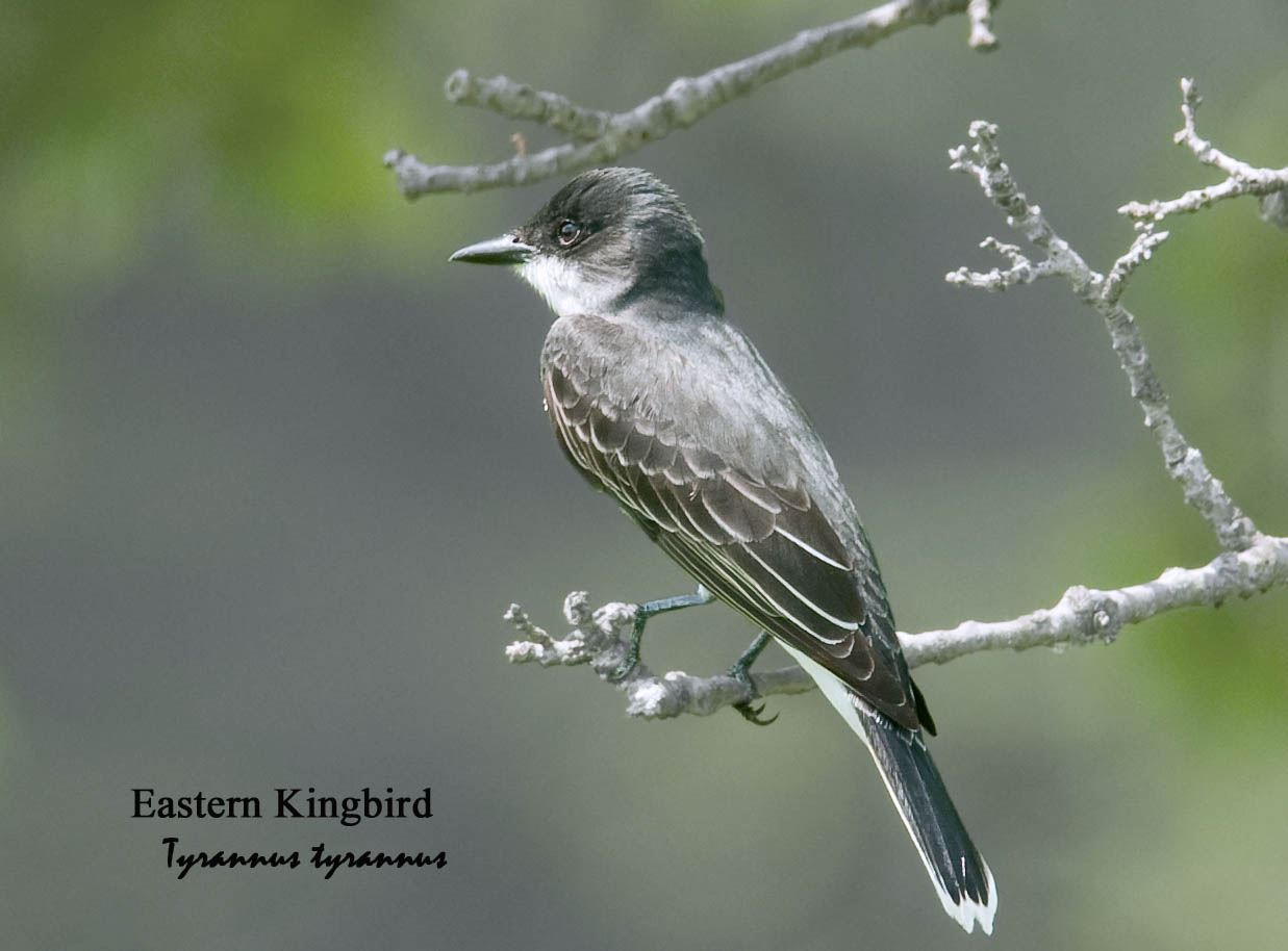 Eastern Kingbird